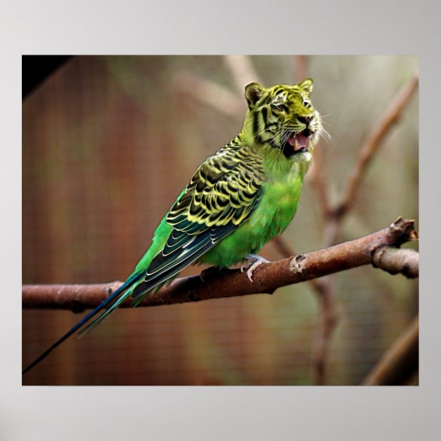 Tiger Parakeet Poster (Front)