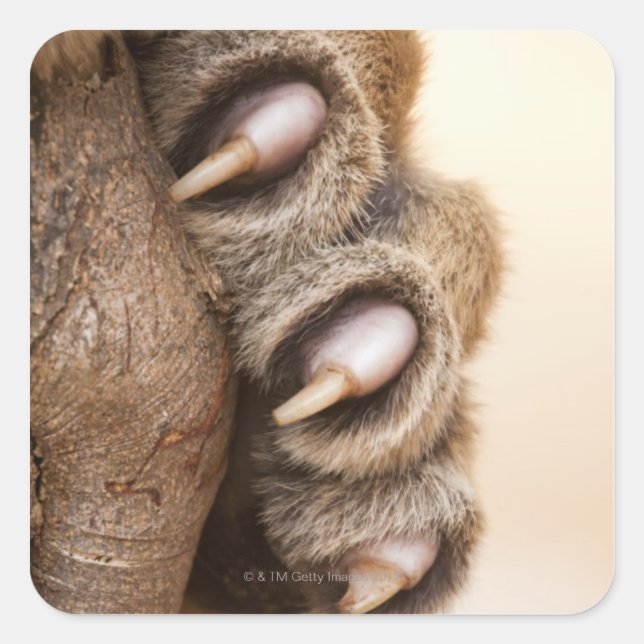Tiger paw square sticker (Front)