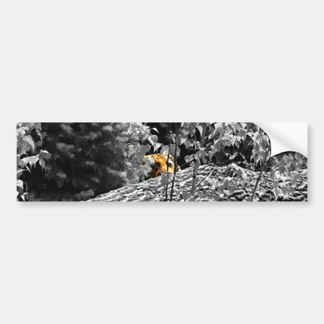 Tiger Peek-a-boo Bumper Sticker (Front)