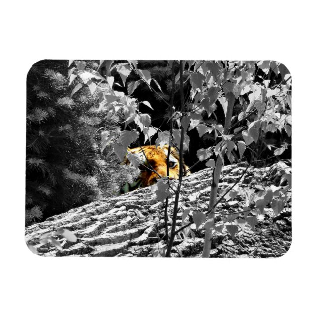 Tiger Peek-a-boo Flexible Magnet (Horizontal)