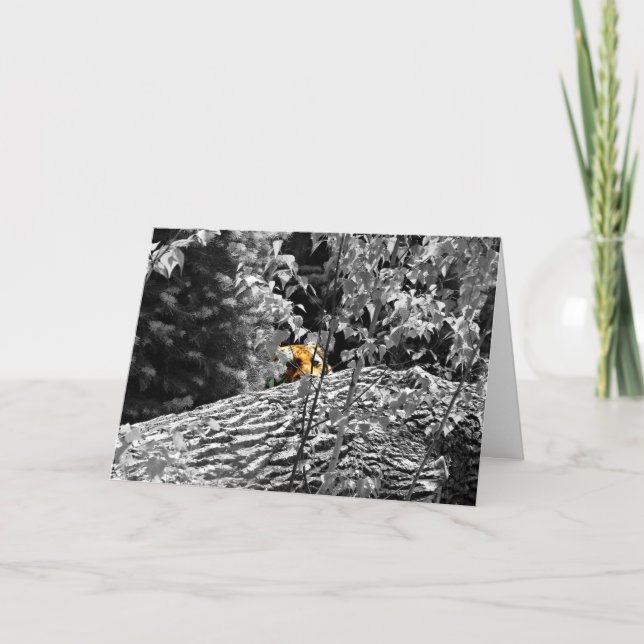 Tiger Peek-a-boo Greeting Card (Front)