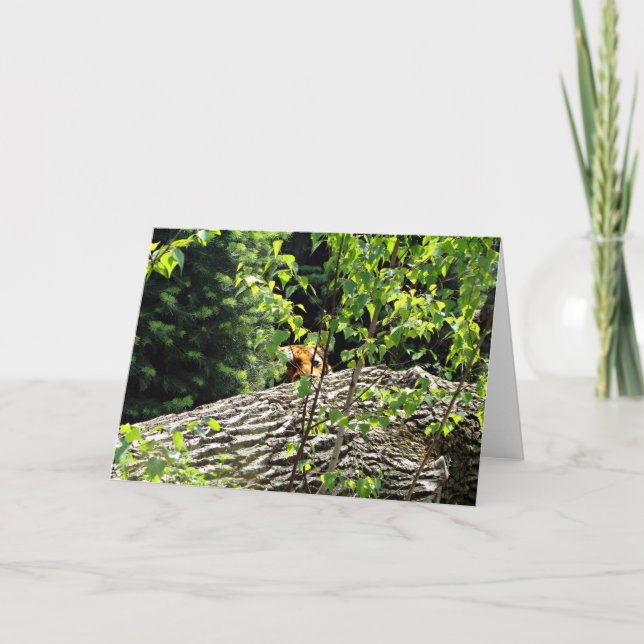 Tiger Peek-a-boo Greeting Card (Front)