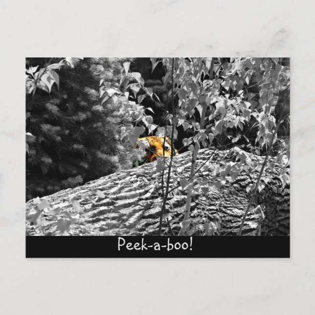 Tiger Peek-a-boo Postcard (Front)