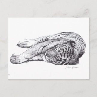 Tiger - Pen and Ink Postcard