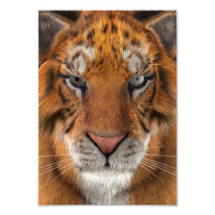 Tiger Photo Print