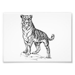 Tiger Photo Print