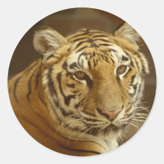 Tiger Picture Classic Round Sticker