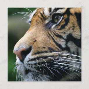 Tiger Picture Invitations