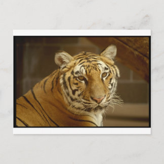 Tiger Picture Postcard