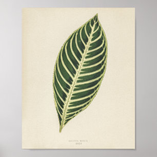 Tiger Plant (Sanchezia Nobilis) engraved Poster