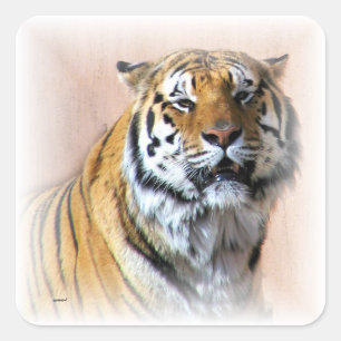 Tiger portrait square sticker