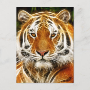 Tiger postcard