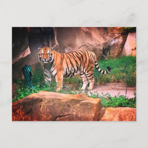 Tiger Postcard
