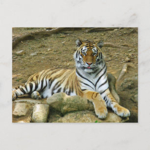 Tiger Postcard