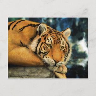 Tiger Postcard