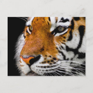 Tiger Postcard
