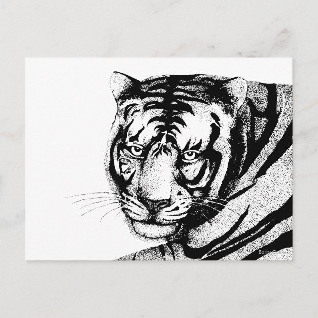 TIGER POSTCARD (Front)