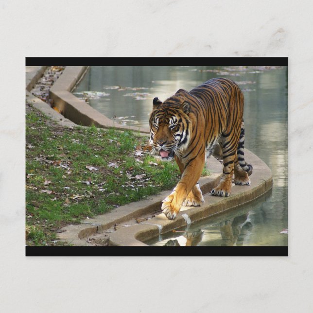 tiger postcard (Front)