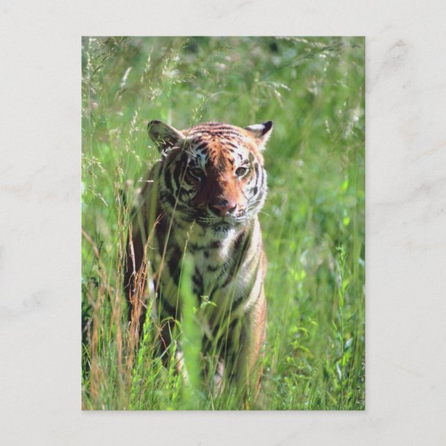 Tiger Postcard (Front)