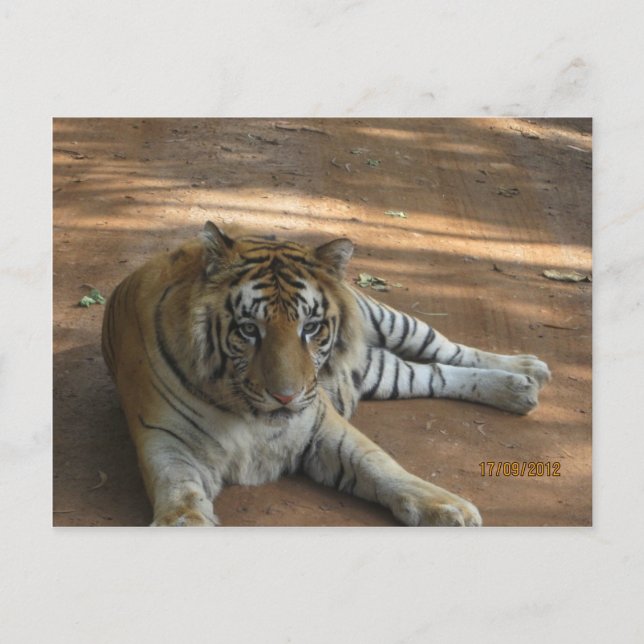 Tiger Postcard (Front)
