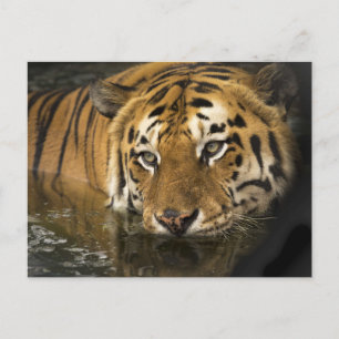 tiger postcard