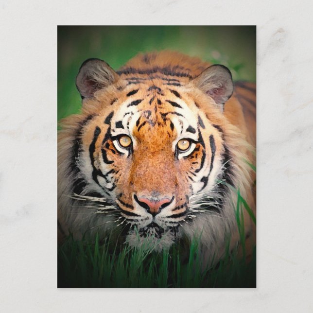 Tiger Postcard (Front)