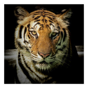 tiger poster