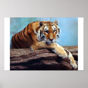 Tiger Poster