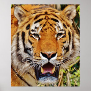 Tiger Poster