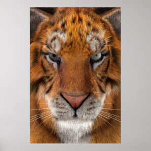 Tiger Poster