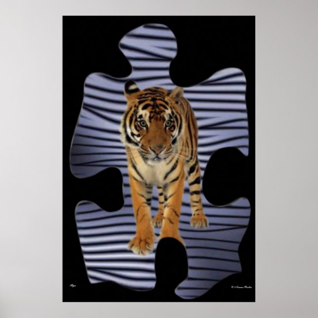 Tiger  Poster (Front)