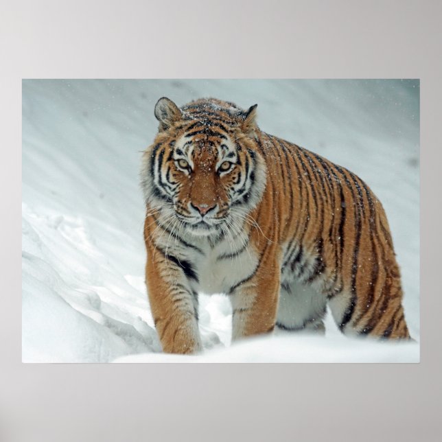 Tiger Poster (Front)