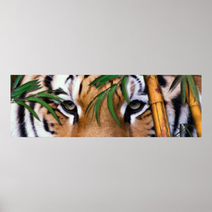 tiger poster