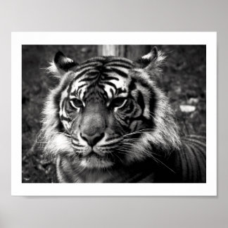 Tiger Poster