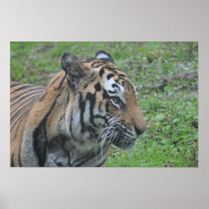 Tiger Poster