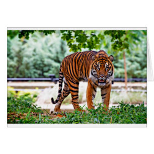 tiger print cat custom personalise Anniversaries