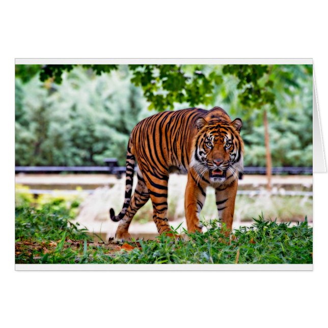 tiger print cat custom personalise Anniversaries (Front Horizontal)