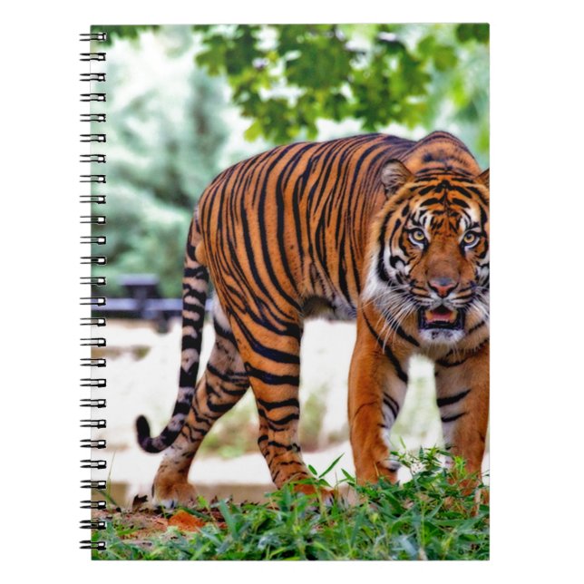 tiger print cat custom personalise Anniversaries Notebook (Front)