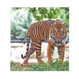 tiger print cat custom personalise Anniversaries Notepad