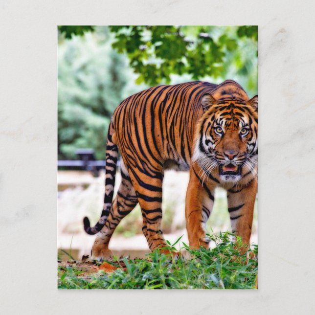 tiger print cat custom personalise Anniversaries Postcard (Front)