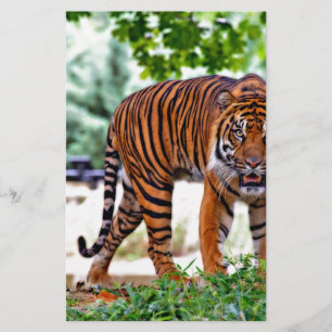 tiger print cat custom personalise Anniversaries Stationery