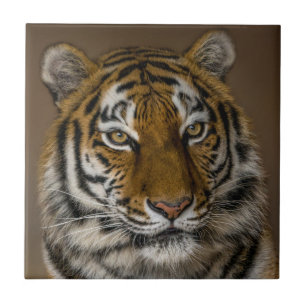 Tiger Profile Ceramic Tile