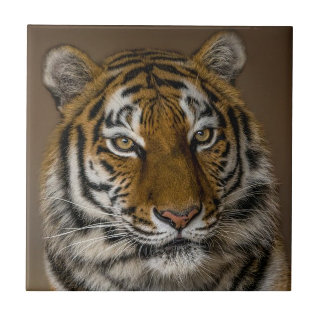 Tiger Profile Ceramic Tile (Front)