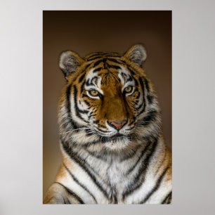 Tiger Profile Poster