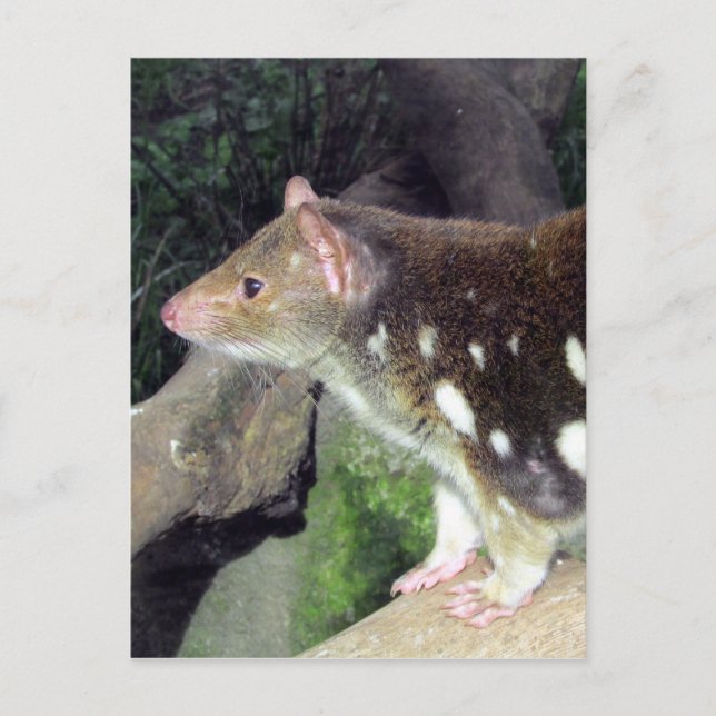 tiger quoll spotted postcard (Front)