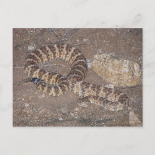 Tiger Rattlesnake Postcard