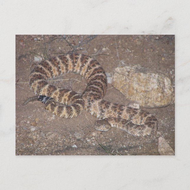 Tiger Rattlesnake Postcard (Front)