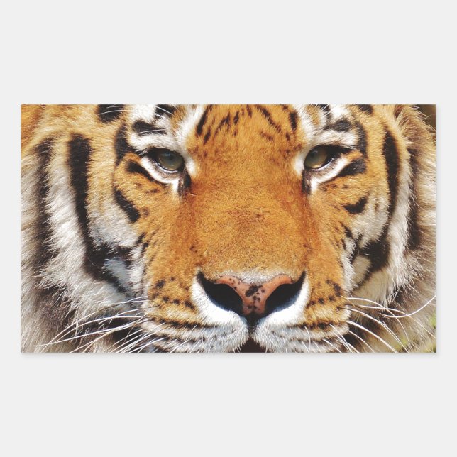 Tiger Rectangular Sticker (Front)