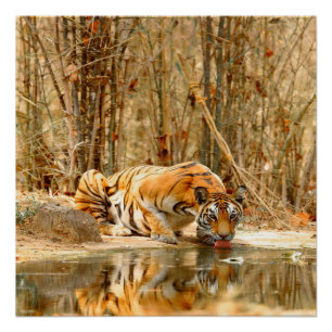 Tiger Reflection Poster
