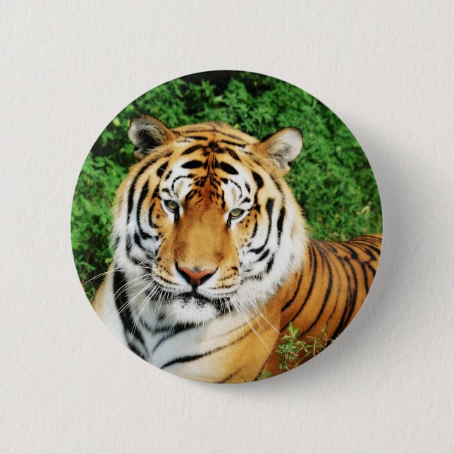 Tiger Relaxing 6 Cm Round Badge (Front)